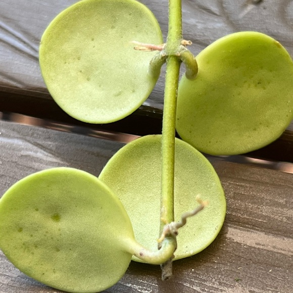 Hoya brevialata unrooted cutting - Picture 3 of 3